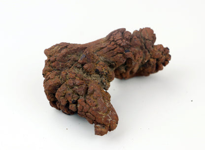 Dinosauří koprolit - Supreme Panthers