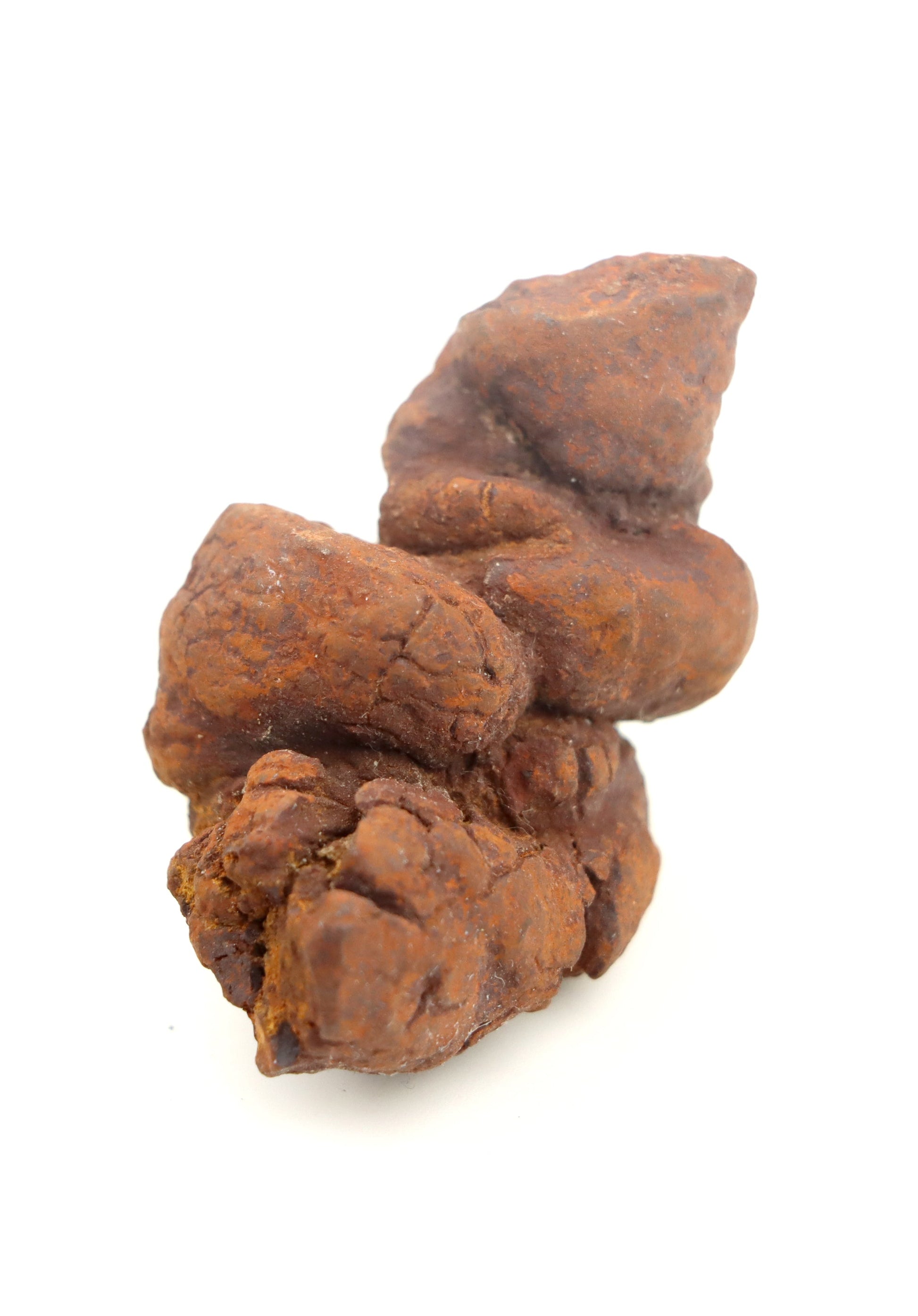 Dinosauří koprolit - Supreme Panthers