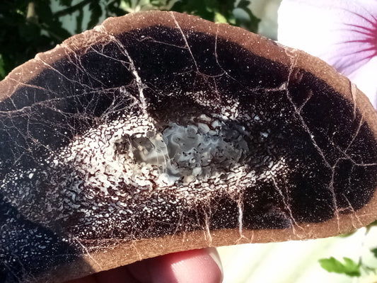 Dinosauří kost s achátovým středem celotvar - Supreme Panthers