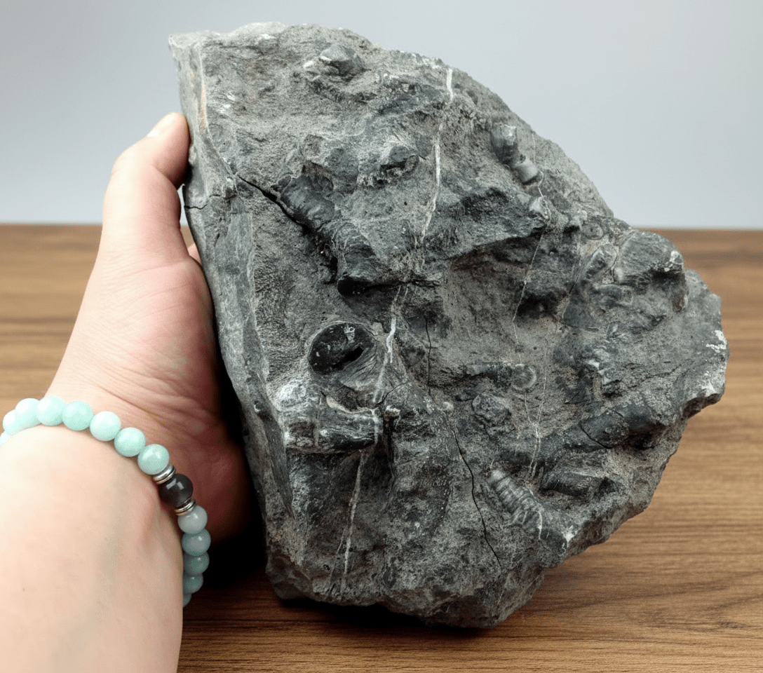 Drsnaté korály surové - Supreme Panthers