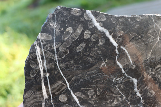 Drsnaté korály ve vápenci - Supreme Panthers