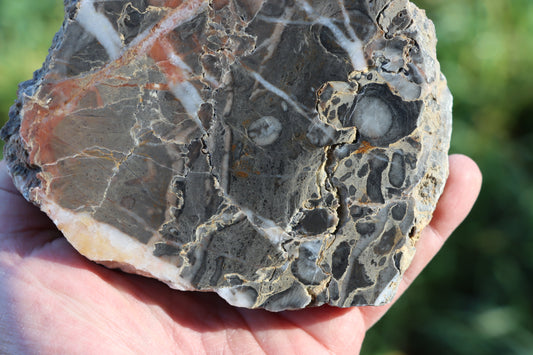 Drsnaté korály ve vápenci - Supreme Panthers