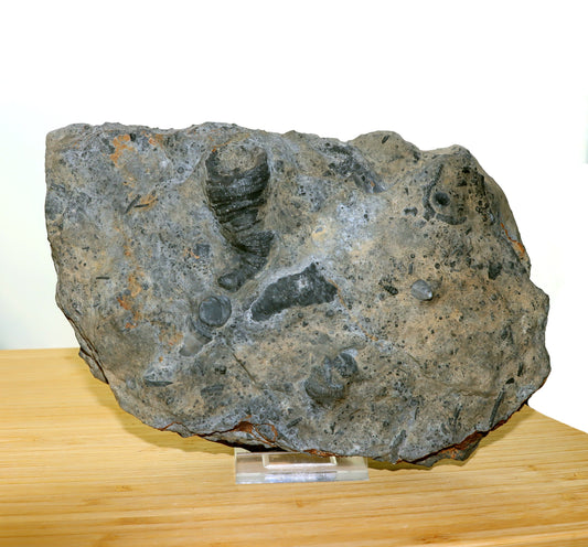 Drsnatý korál lilijice - Supreme Panthers