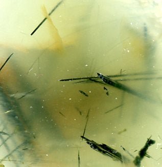 Epidot v prehnitu - Supreme Panthers