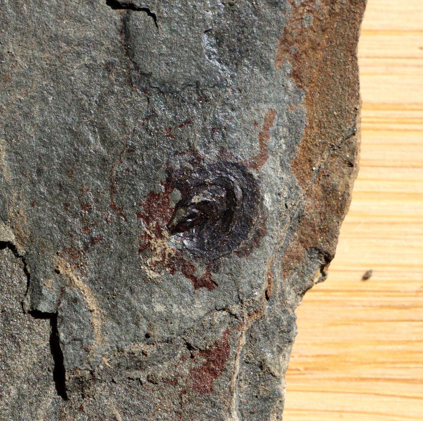 Goniatit amonoid - Supreme Panthers