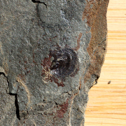 Goniatit amonoid - Supreme Panthers