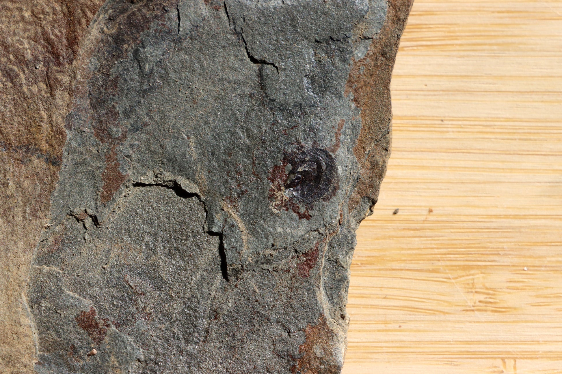 Goniatit amonoid - Supreme Panthers