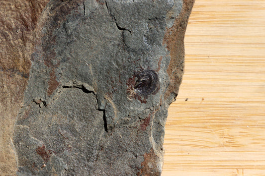 Goniatit amonoid - Supreme Panthers