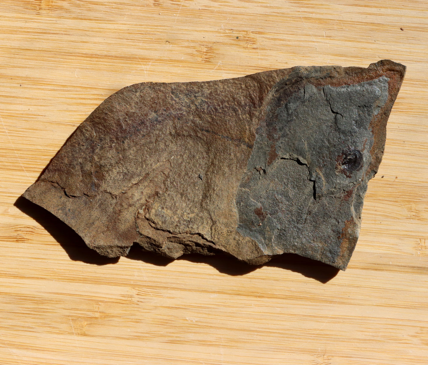 Goniatit amonoid - Supreme Panthers