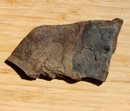 Goniatit amonoid - Supreme Panthers