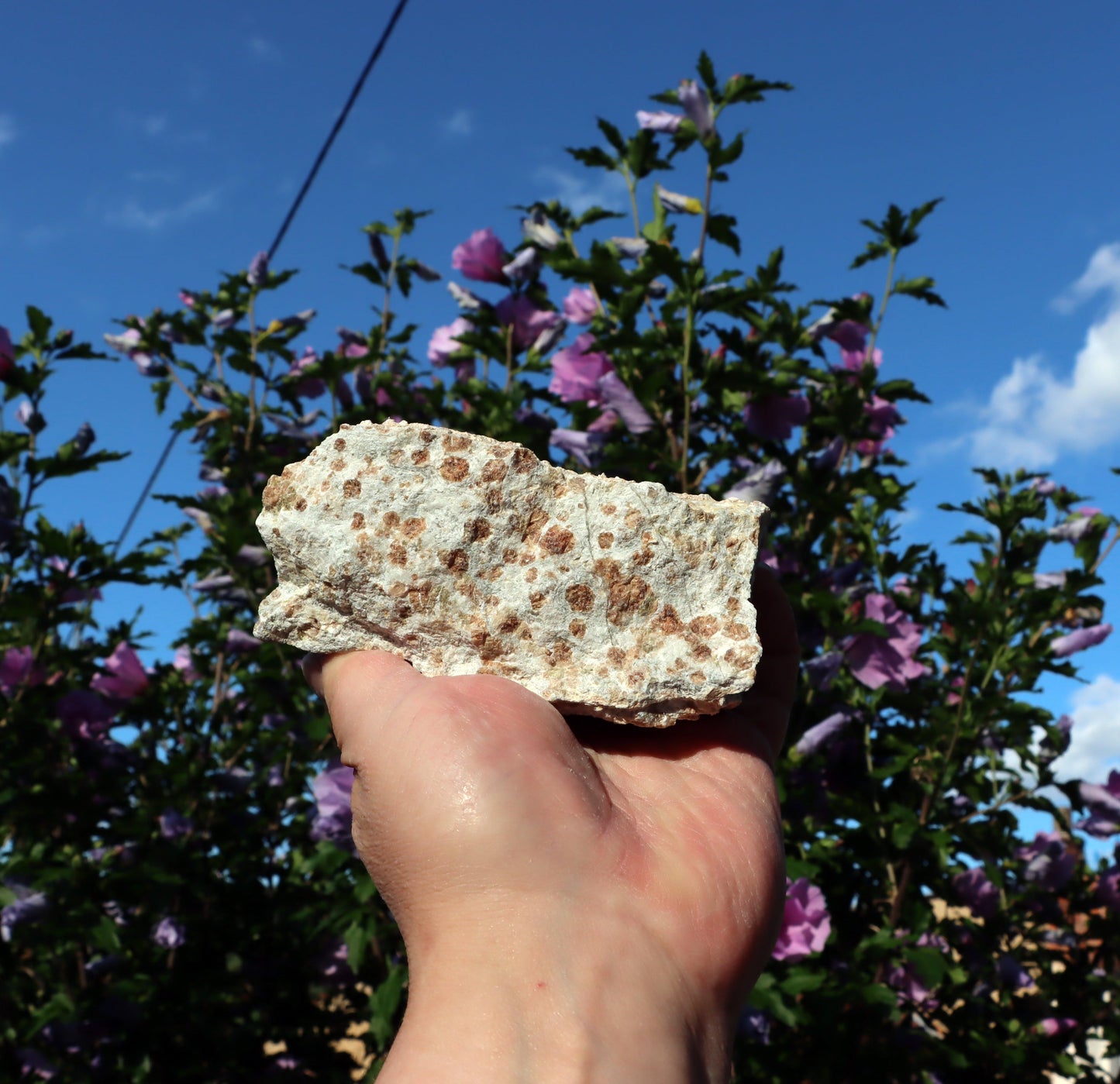 Grosulár v bludovitu - Supreme Panthers