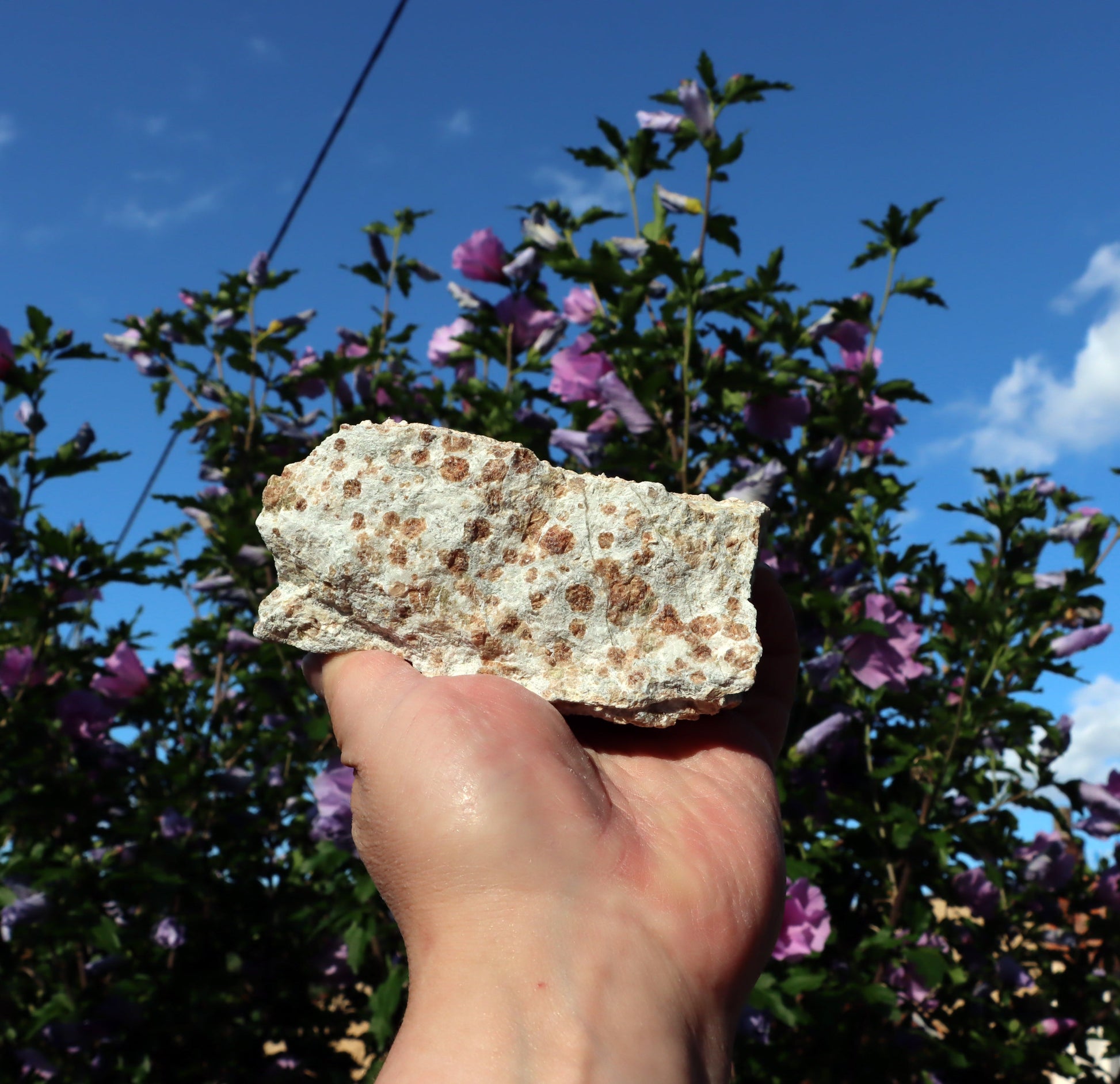 Grosulár v bludovitu - Supreme Panthers