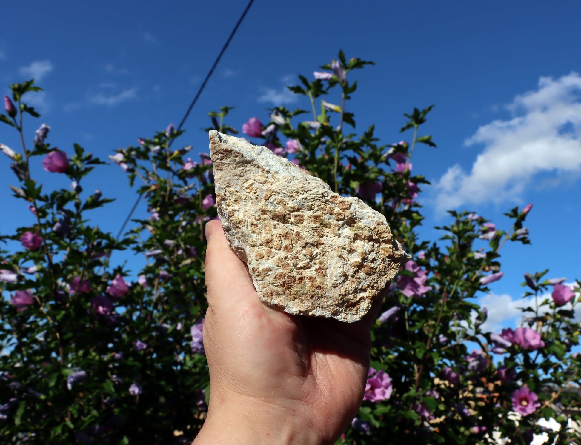 Grosulár v bludovitu - Supreme Panthers