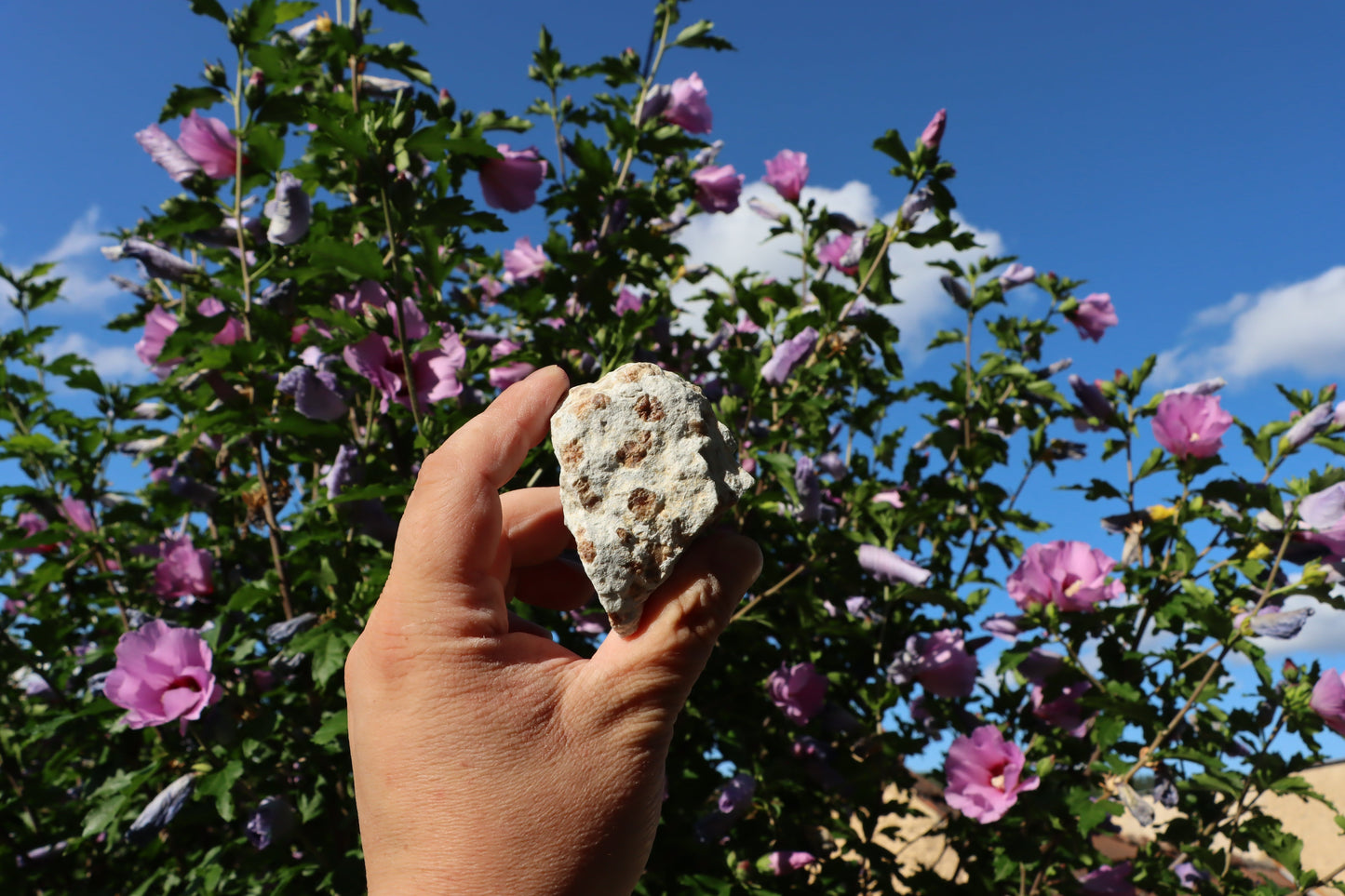 Grosulár v bludovitu - Supreme Panthers