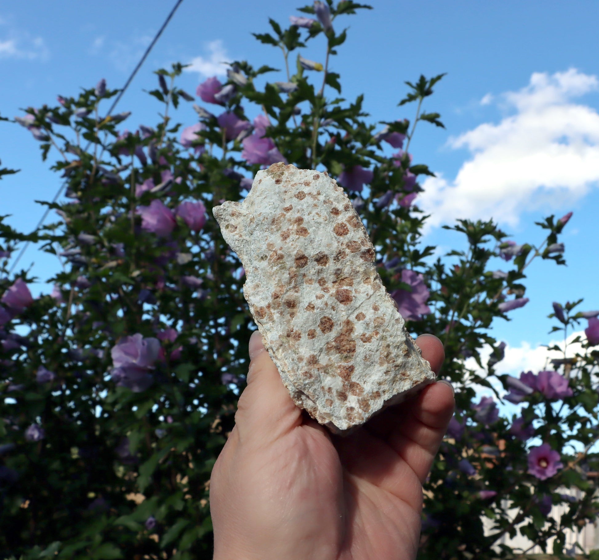 Grosulár v bludovitu - Supreme Panthers