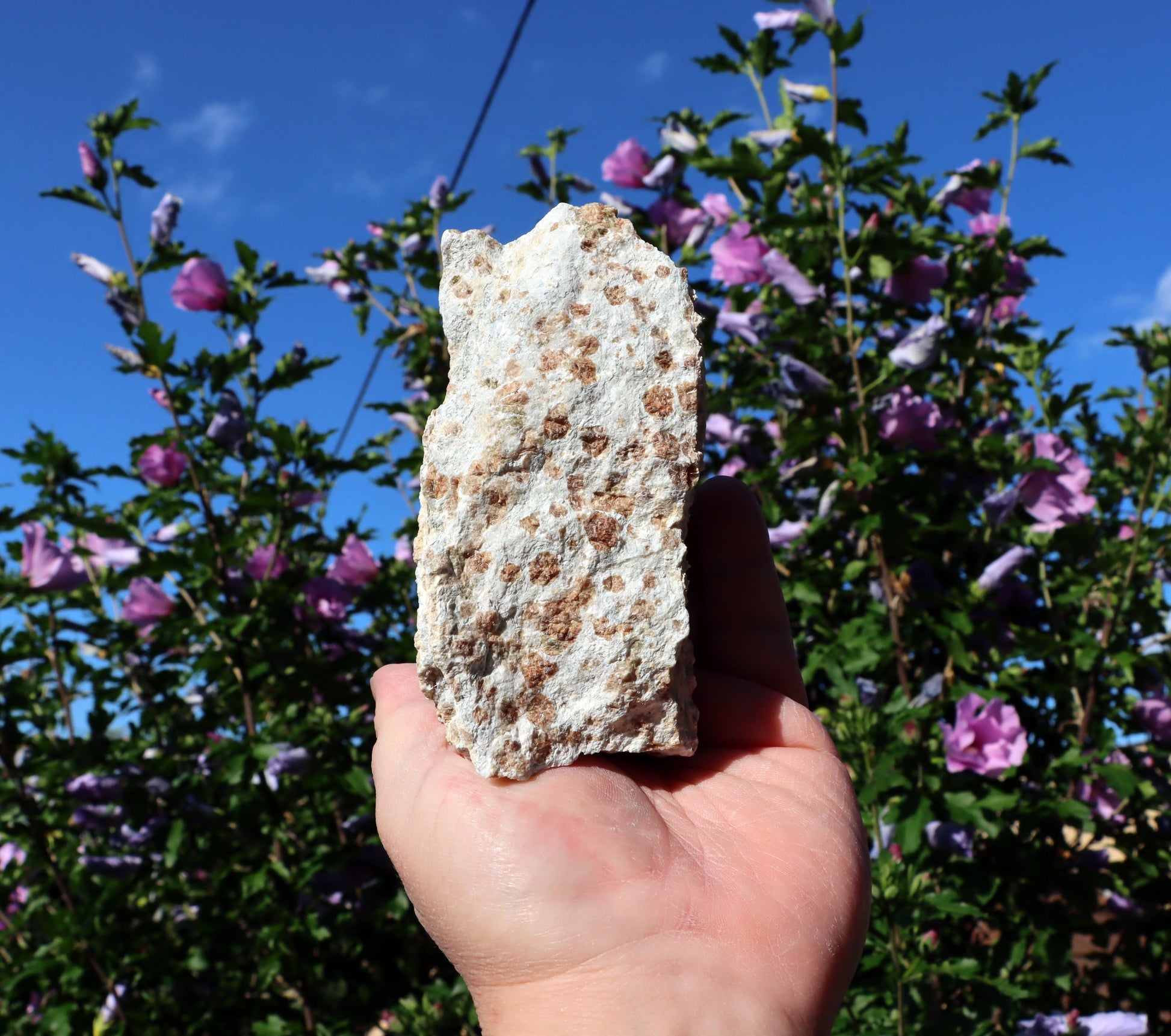 Grosulár v bludovitu - Supreme Panthers