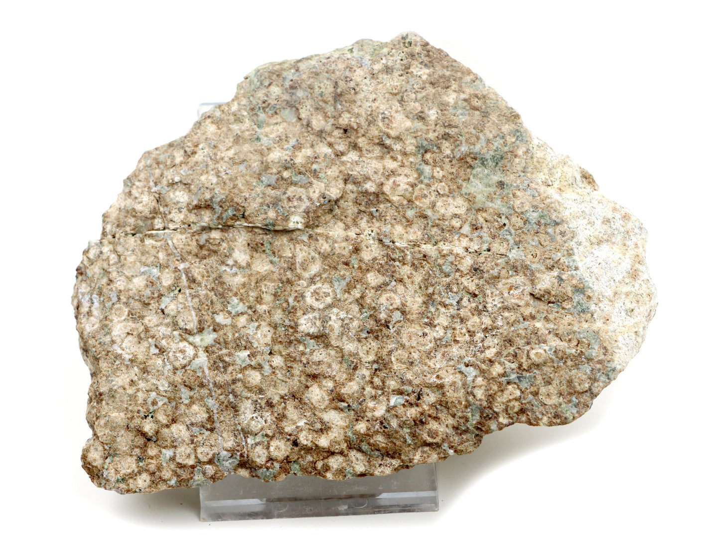 Grosulár v bludovitu surový - Supreme Panthers