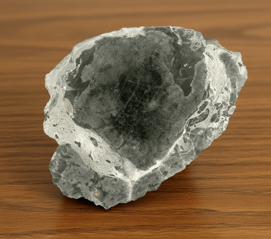 Habrůvecký vápenec s deskatým korálem a mechovkami - Supreme Panthers