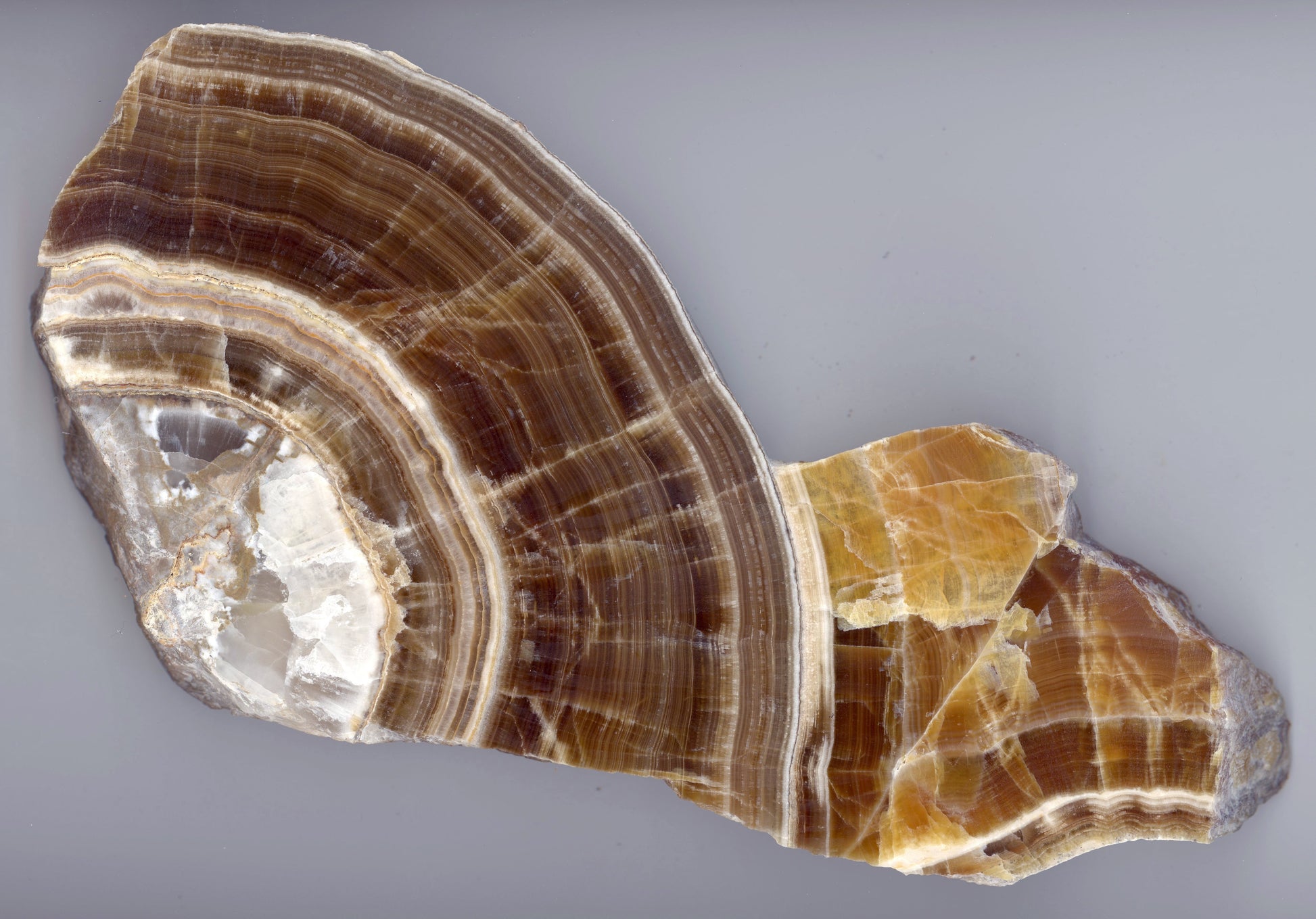 Hnědý vrstvený aragonit - Supreme Panthers