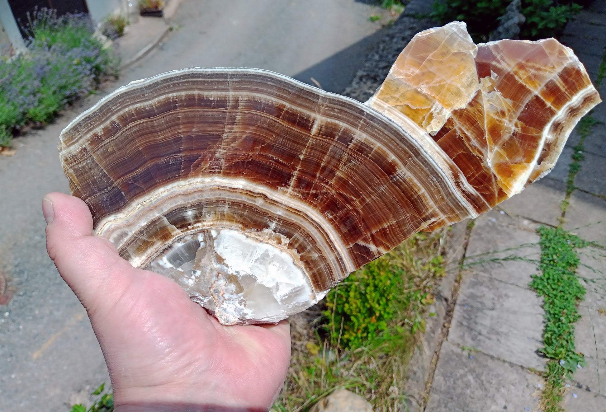 Hnědý vrstvený aragonit - Supreme Panthers