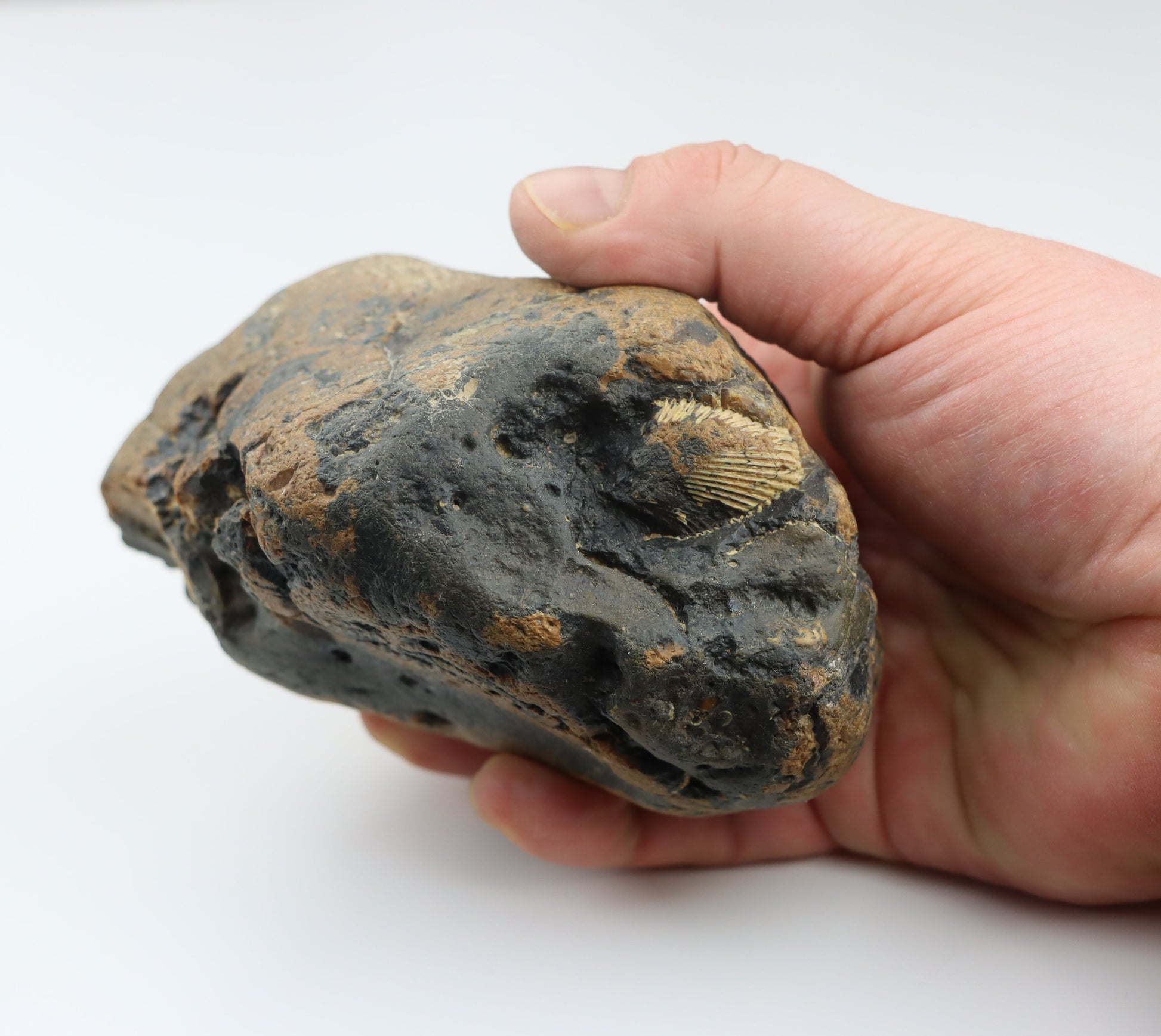 Hřebenatka/Pecten v jurském rohovci - Supreme Panthers