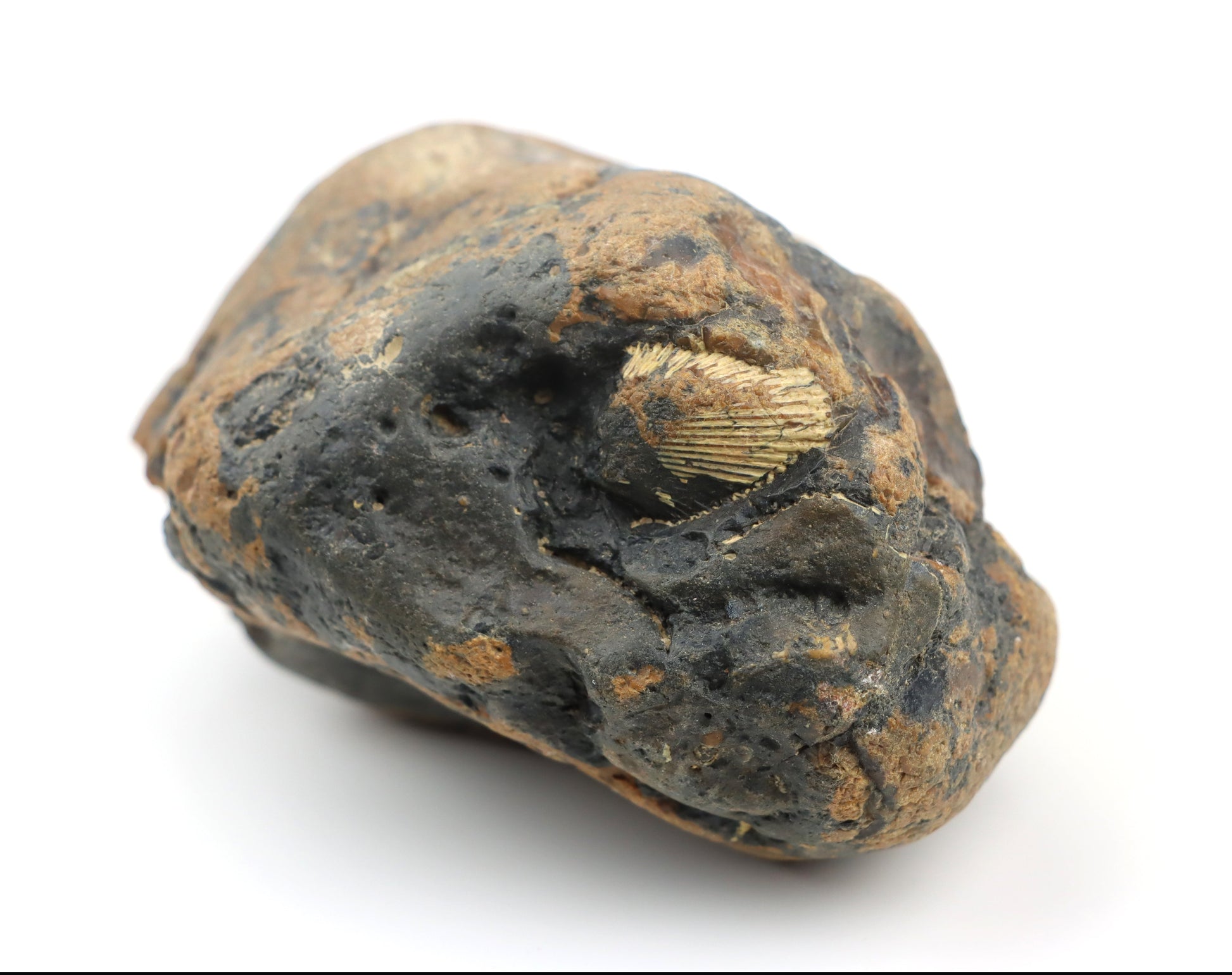 Hřebenatka/Pecten v jurském rohovci - Supreme Panthers