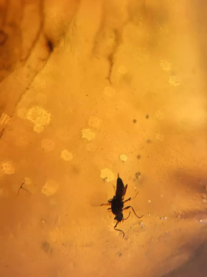 Jantar s hmyzem set 10 ks - Supreme Panthers