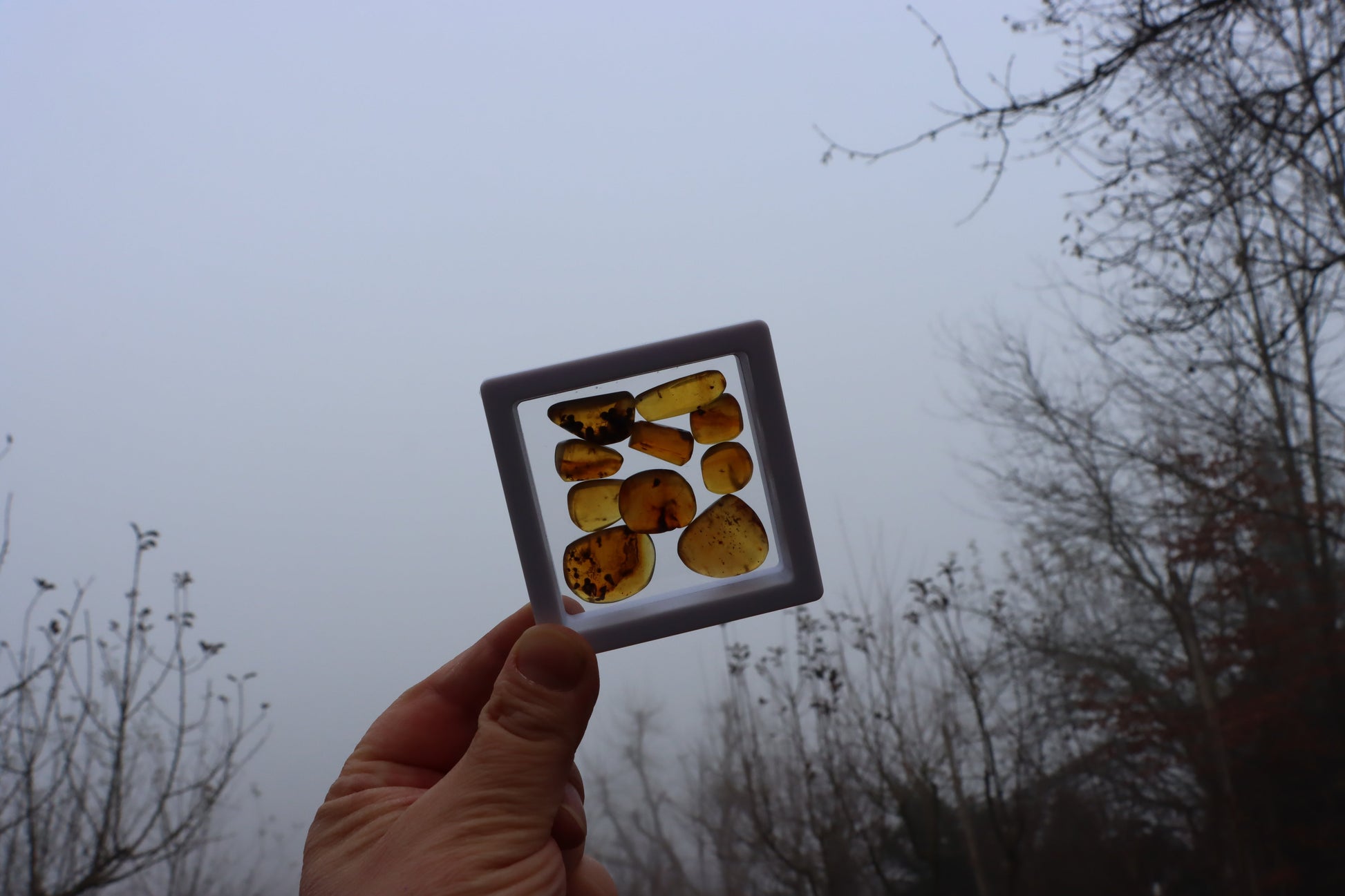 Jantar s hmyzem set 10 ks - Supreme Panthers