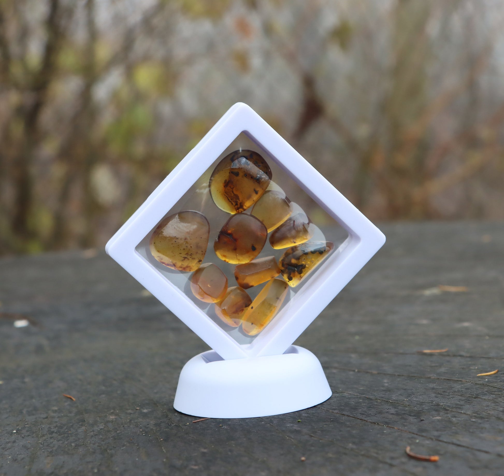 Jantar s hmyzem set 10 ks - Supreme Panthers