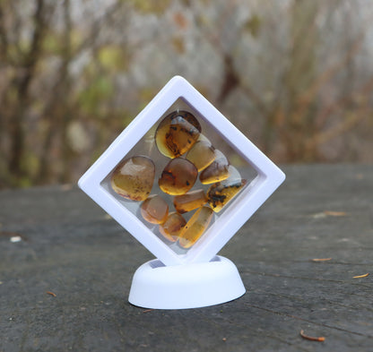 Jantar s hmyzem set 10 ks - Supreme Panthers