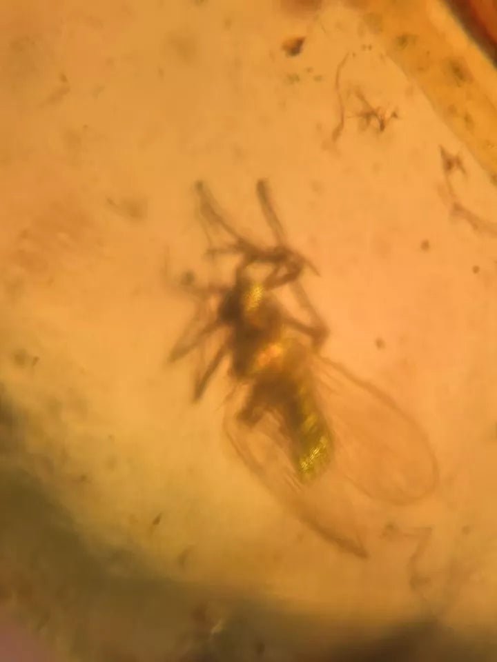 Jantar s hmyzem set 10 ks - Supreme Panthers