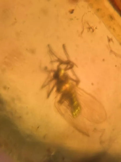 Jantar s hmyzem set 10 ks - Supreme Panthers