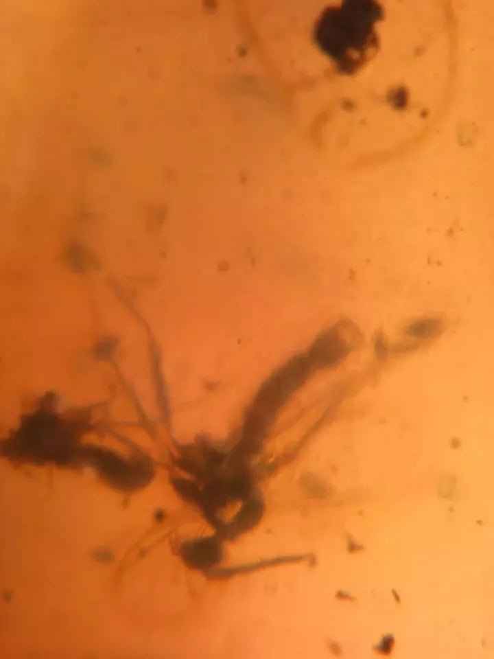 Jantar s hmyzem set 10 ks - Supreme Panthers