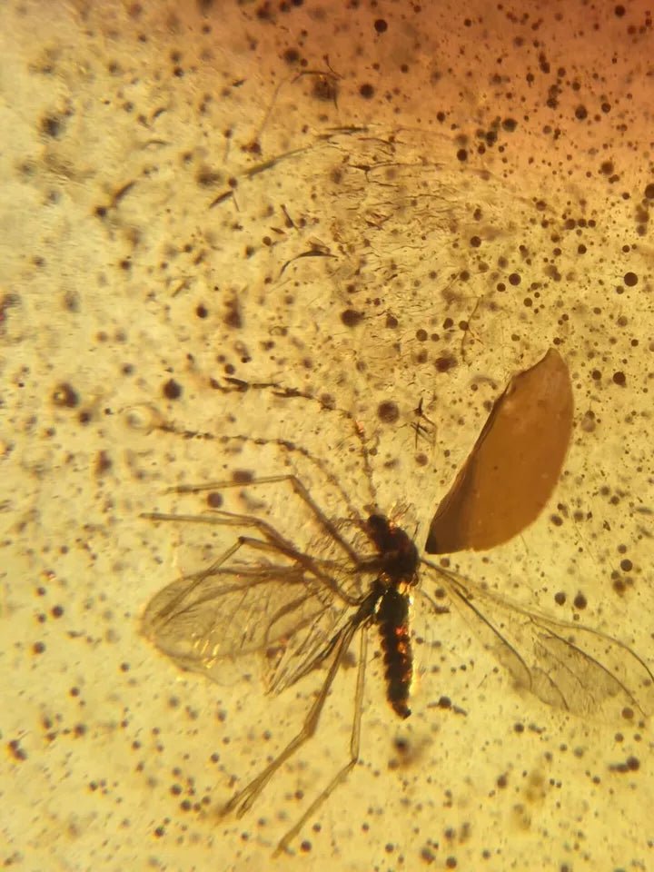 Jantar s hmyzem set 10 ks - Supreme Panthers