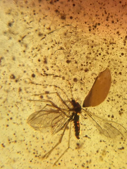 Jantar s hmyzem set 10 ks - Supreme Panthers