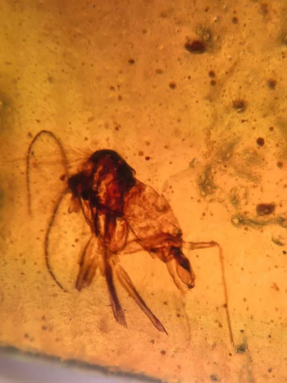 Jantar s hmyzem set 10 ks - Supreme Panthers