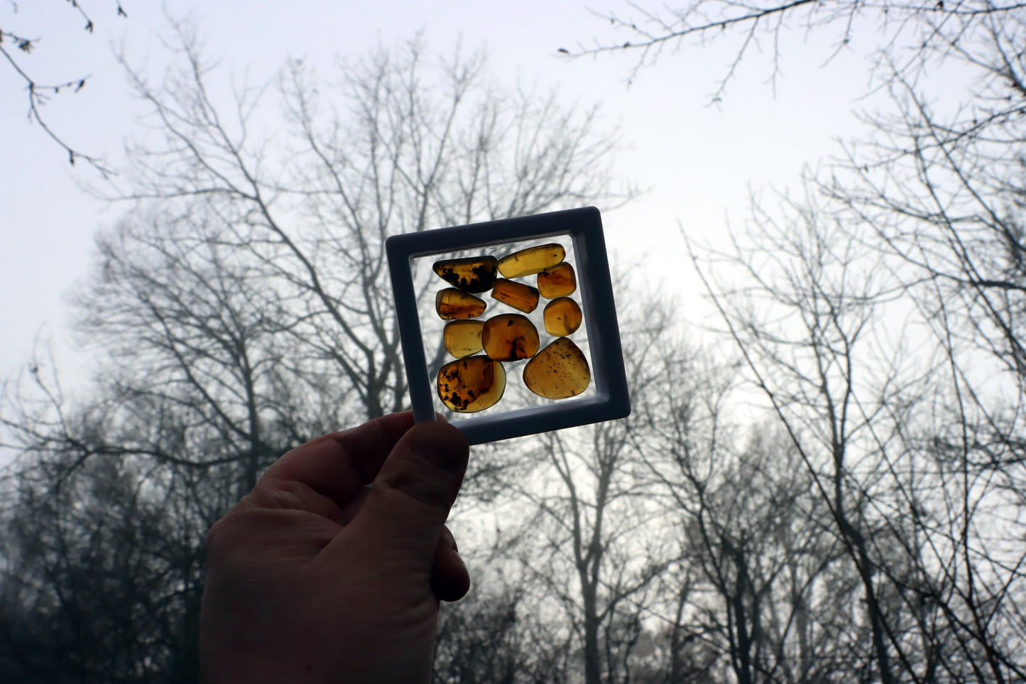 Jantar s hmyzem set 10 ks - Supreme Panthers