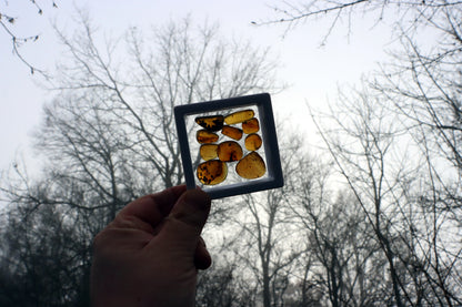 Jantar s hmyzem set 10 ks - Supreme Panthers