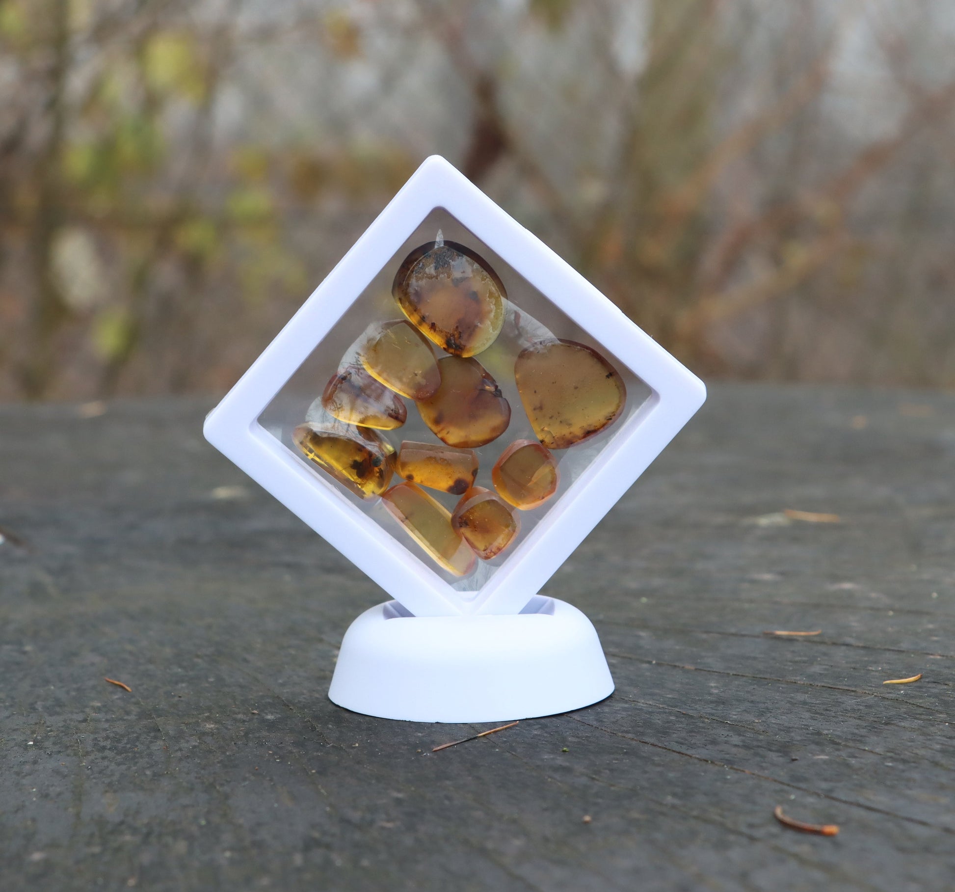 Jantar s hmyzem set 10 ks - Supreme Panthers