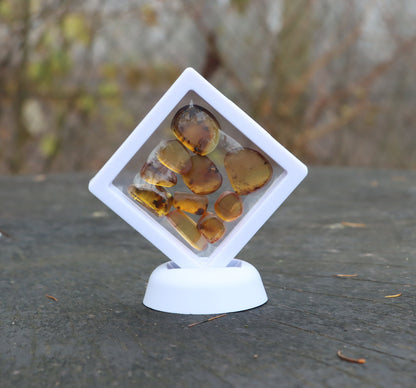 Jantar s hmyzem set 10 ks - Supreme Panthers