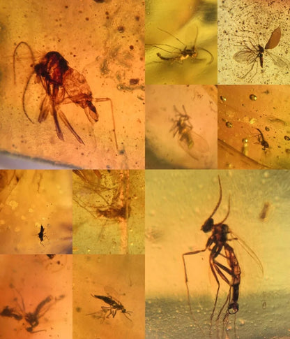 Jantar s hmyzem set 10 ks - Supreme Panthers