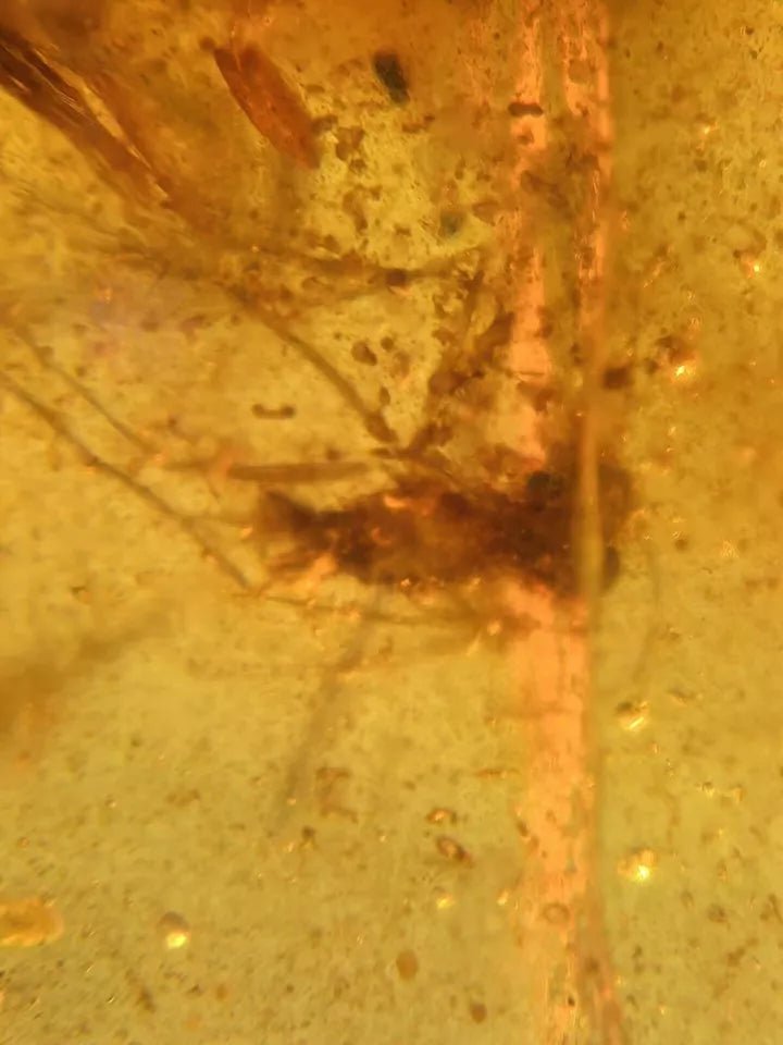 Jantar s hmyzem set 10 ks - Supreme Panthers