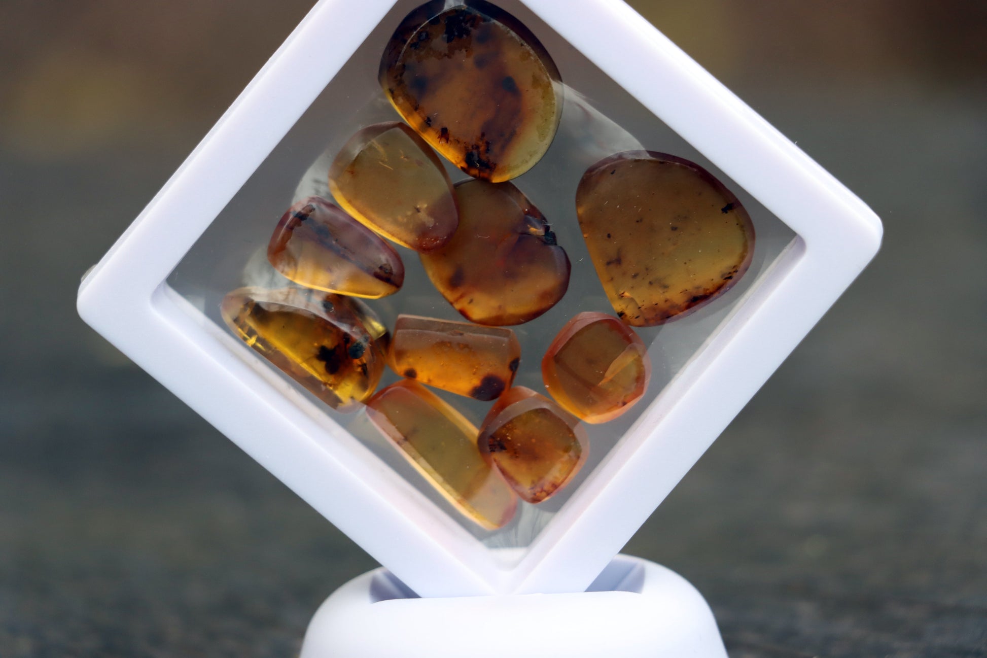 Jantar s hmyzem set 10 ks - Supreme Panthers