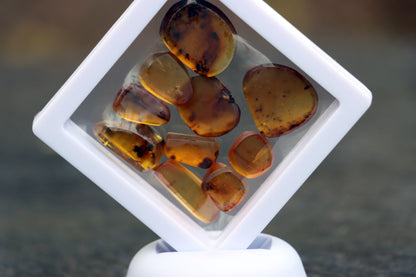 Jantar s hmyzem set 10 ks - Supreme Panthers