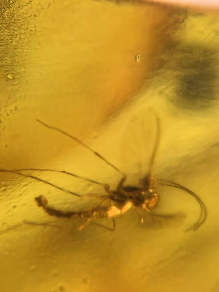 Jantar s hmyzem set 10 ks - Supreme Panthers