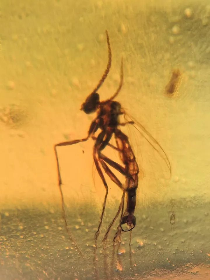 Jantar s hmyzem set 10 ks - Supreme Panthers