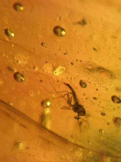 Jantar s hmyzem set 10 ks - Supreme Panthers