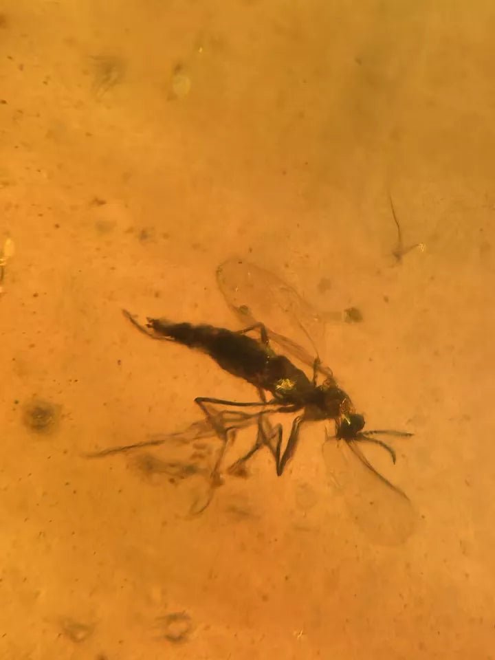 Jantar s hmyzem set 10 ks - Supreme Panthers