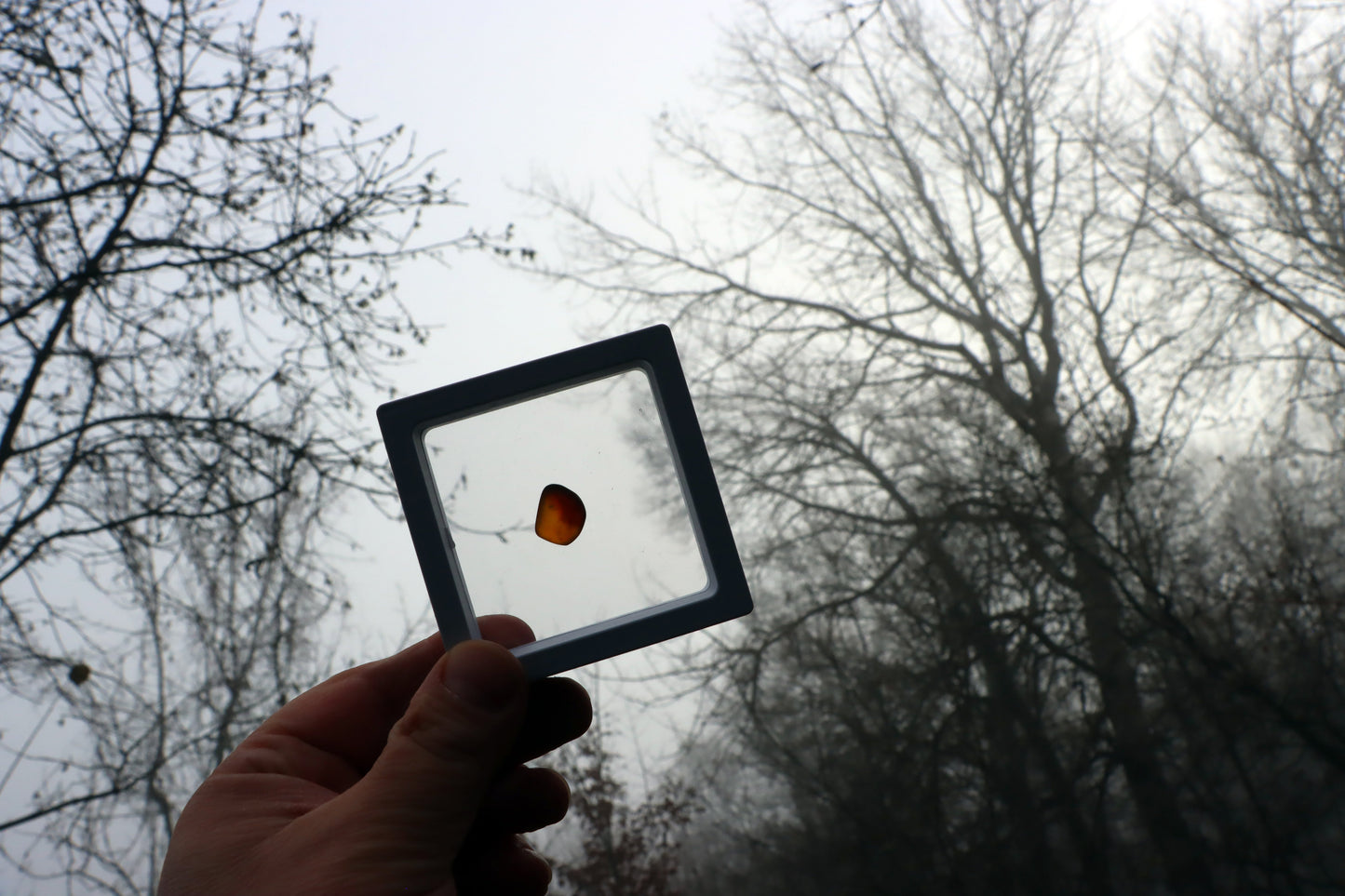 Jantar světlý - Supreme Panthers