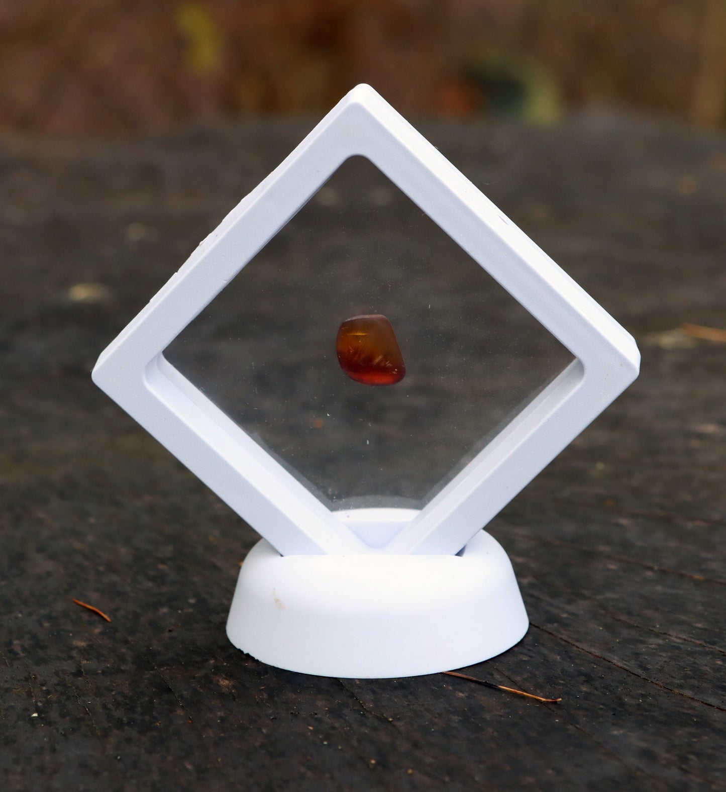 Jantar světlý - Supreme Panthers